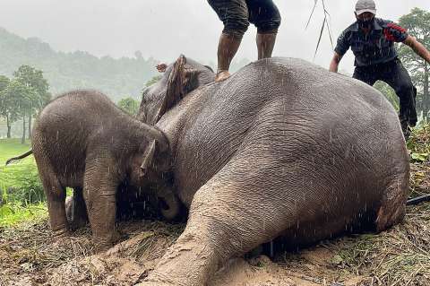 Elefante bebé es rescatado junto a su madre en Tailandia