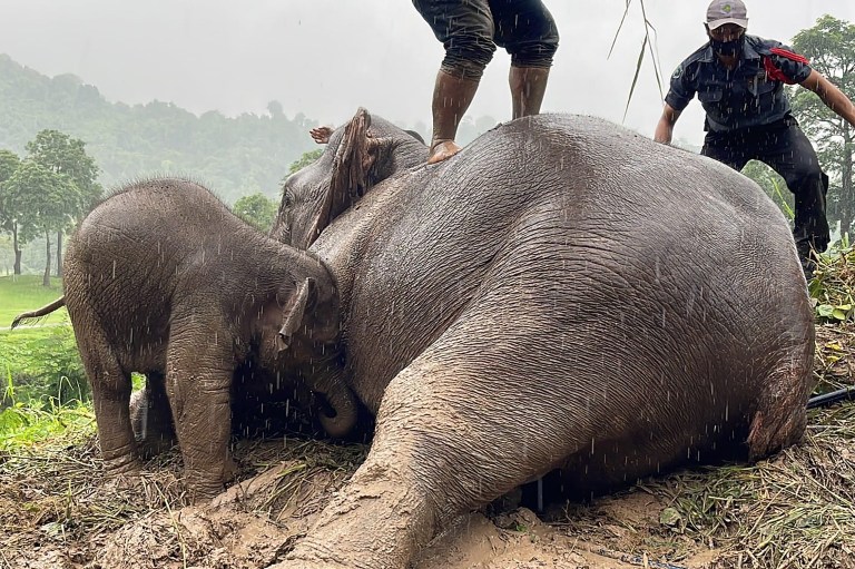 Elefante bebé es rescatado junto a su madre en Tailandia