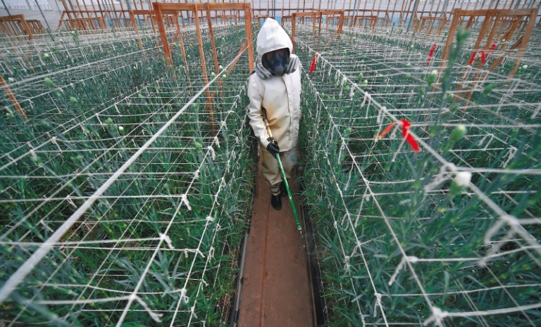 Floricultura en pandemia: la hora de San Valentín