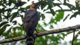 Volvieron a buscar al águila crestada en Antioquia, pero el bosque había desaparecido