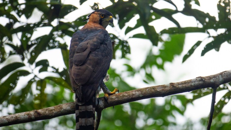 Volvieron a buscar al águila crestada en Antioquia, pero el bosque había desaparecido