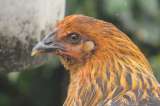 ¿Es posible que las aves aprendieran a usar el fuego antes que el hombre?