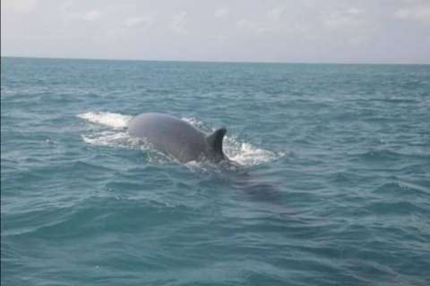 Por primera vez avistan una ballena de aleta en el Parque Nacional Corales del Rosario