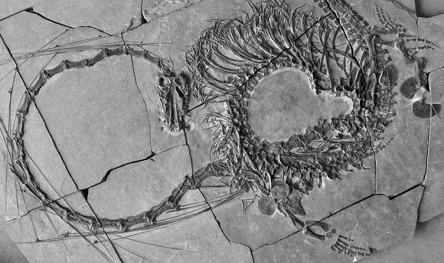 Imagen del "Dinocephalosaurus orientalis"