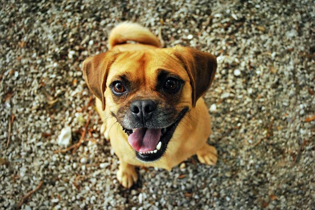 Los perros sonríen como los humanos, así lo demostró la ciencia
