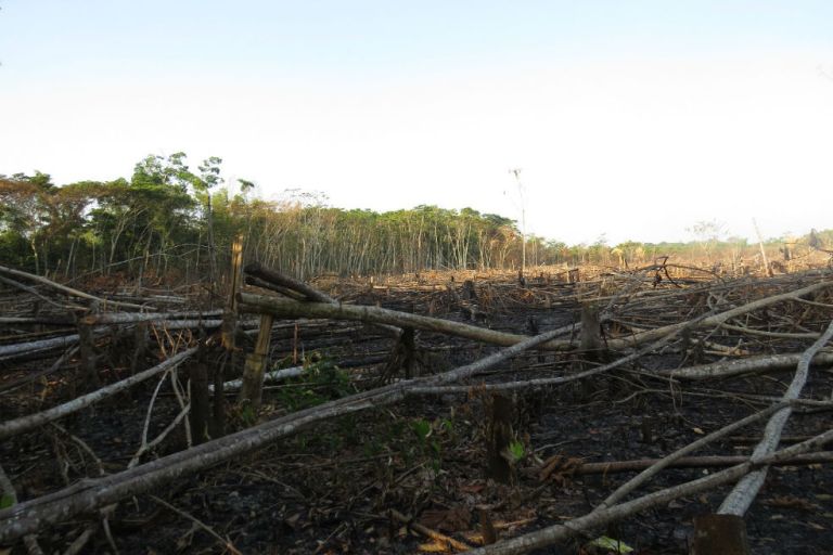 2017, uno de los peores años para la deforestación en el mundo