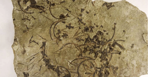 Descubrieron el reptil marino de cuello largo más antiguo del mundo