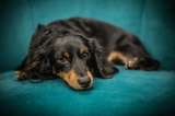 ¿Cuánto tiempo puede estar un perro solo en casa? Esto dicen los expertos