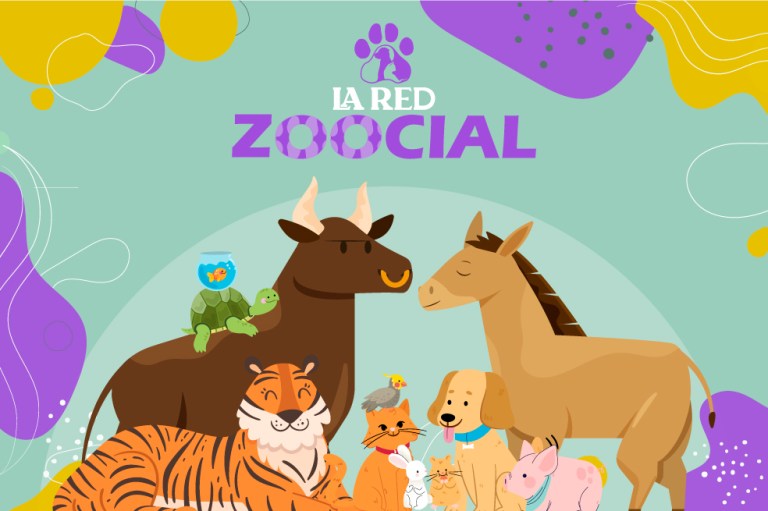 ¿Le gustan los gatos, perros y más animales? Siga La Red Zoocial de El Espectador