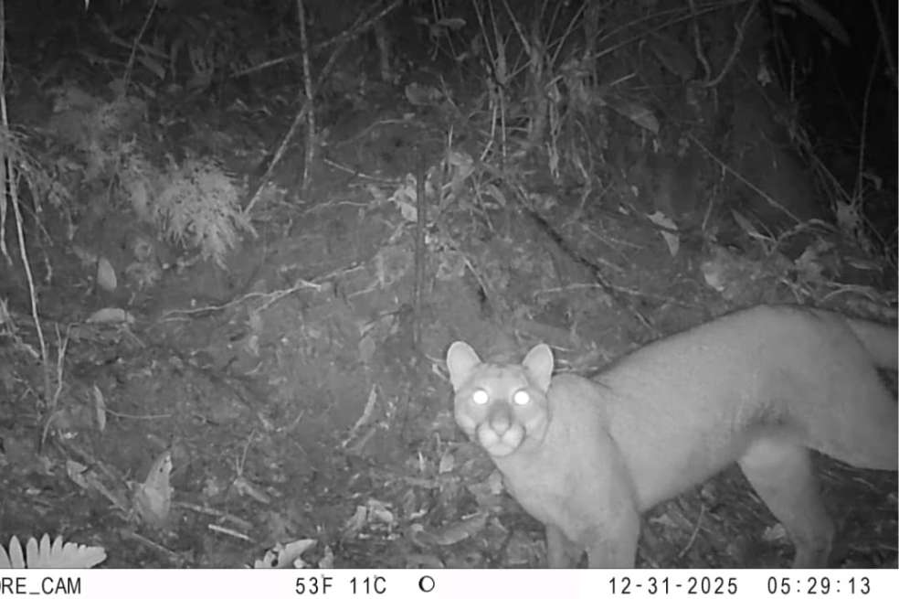Puma (Puma concolor) en el sur del Tolima.