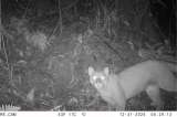 “Un registro excepcional”: reportan, por primera vez, a un puma en el sur del Tolima