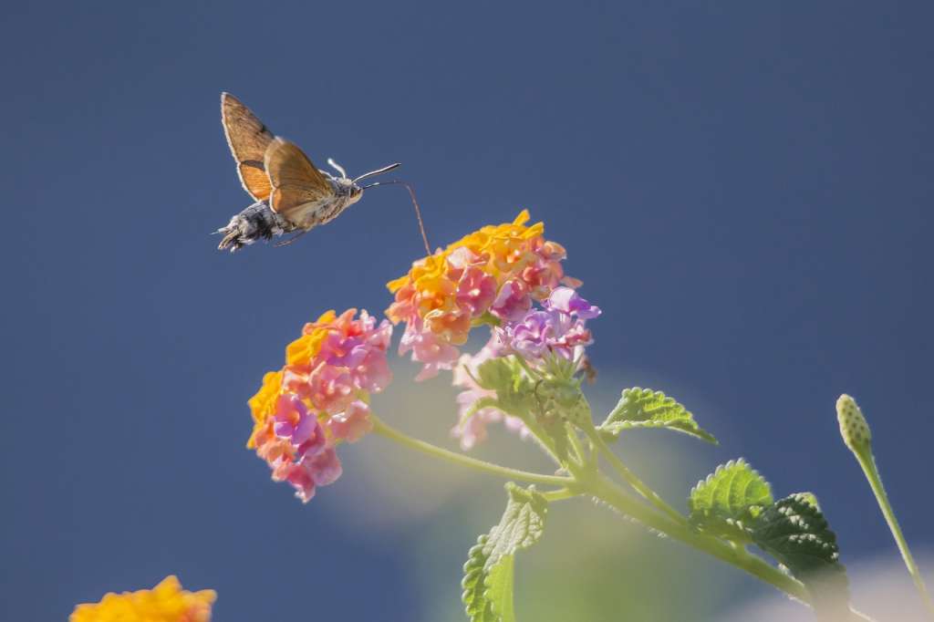 La esfinge colibri es una especie de polilla común en el sur de Europa.