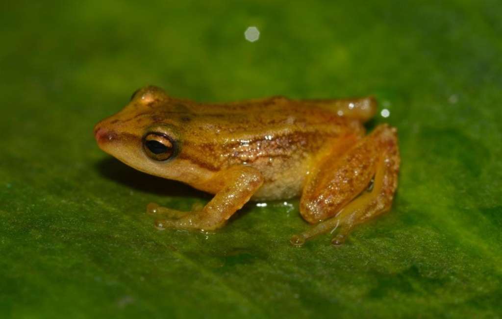 Expedición biológica Chingaza