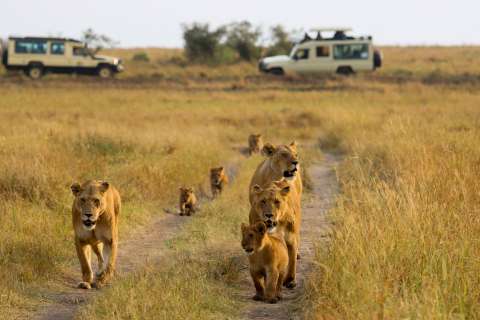 Masái Mara: el safari récord mundial con la mayor migración de fauna terrestre