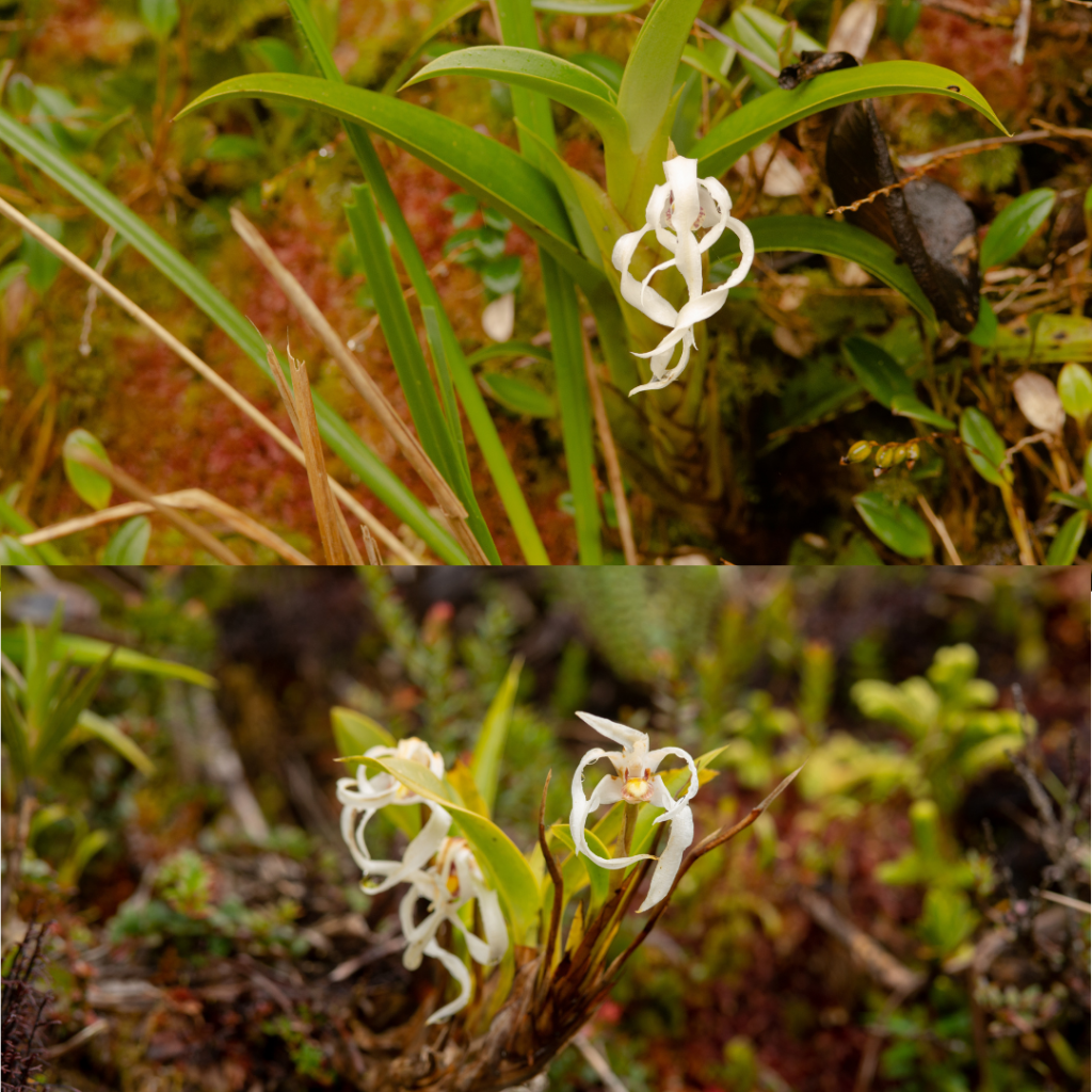 Las orquídeas del género Maxillaria presentan diversas formas de vida. La mayoría son epífitas de gran tamaño, creciendo sobre los árboles. Otras especies son terrestres o litófitas, desarrollándose sobre rocas, como es el caso de M. rupestris.