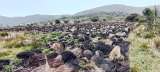 Denuncian que cientos de frailejones fueron talados en Boyacá