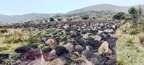 Denuncian que cientos de frailejones fueron talados en Boyacá
