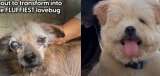 La increíble transformación de Alfie, el perro que estuvo al borde de la muerte