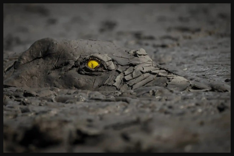 El ganador del gran premio fue Jens Cullmann por su imagen llamada 'Peligro en el barro': un cocodrilo en el Parque Nacional Mana Pools, Zimbabue.