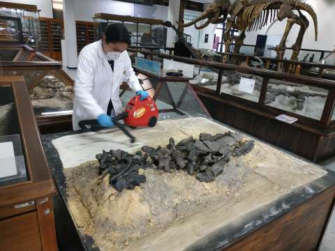 El SGC invita a las personas que tengan fósiles a registrarlos en inventario nacional
