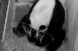Panda que nació en Washington está "muy enérgico"
