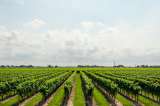 La agricultura está sobrepasando los límites de la Tierra