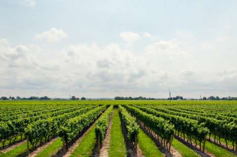 La agricultura está sobrepasando los límites de la Tierra