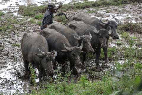 Muerte de búfalos enciende alerta ambiental en caños de Barrancabermeja