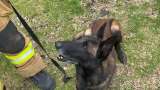 Perros rescatistas viajan desde varios países para llevar esperanza a Venezuela