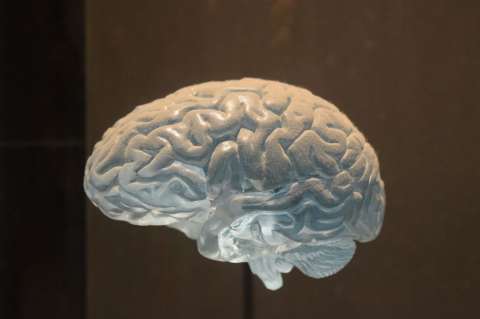 Descubren el secreto genético que potenció la inteligencia humana