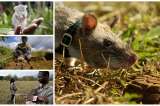 Ratas desactivan minas antipersonales en África