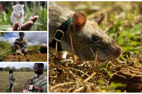 Ratas desactivan minas antipersonales en África