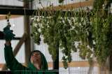¿Hoja de coca medicinal?