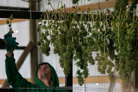 ¿Hoja de coca medicinal?