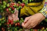 Negociaciones del paro cafetero se adelantan en dos mesas de trabajo