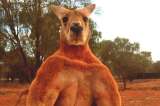 Murió Roger, el canguro culturista más famoso de Australia