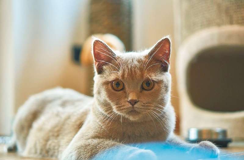 ¿Por qué los gatos ronronean? Esta es la explicación de su comportamiento