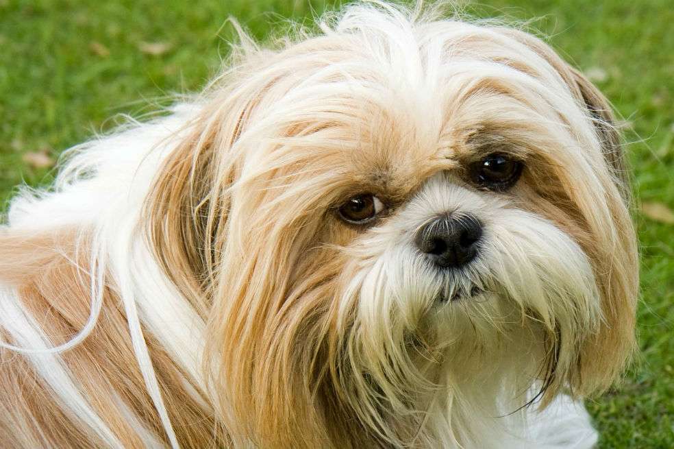 Razas de perros: ¿cuáles son las más difíciles de entrenar?