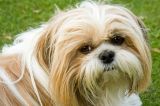 Razas de perros: ¿cuáles son las más difíciles de entrenar?