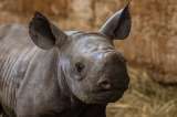Nueva cría de rinoceronte negro, esperanza para una especie en peligro de extinción