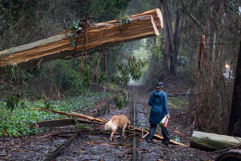 Capitola (United States), 11/01/2023.- A woman walks her dog under a downed tree in the rain in Capitola, California, USA, 11 January 2023. California Governor Gavin Newsom proclaimed a state of emergency due to the winter storms. Many California counties are under flood warnings. (Estados Unidos) EFE/EPA/LIPO CHING