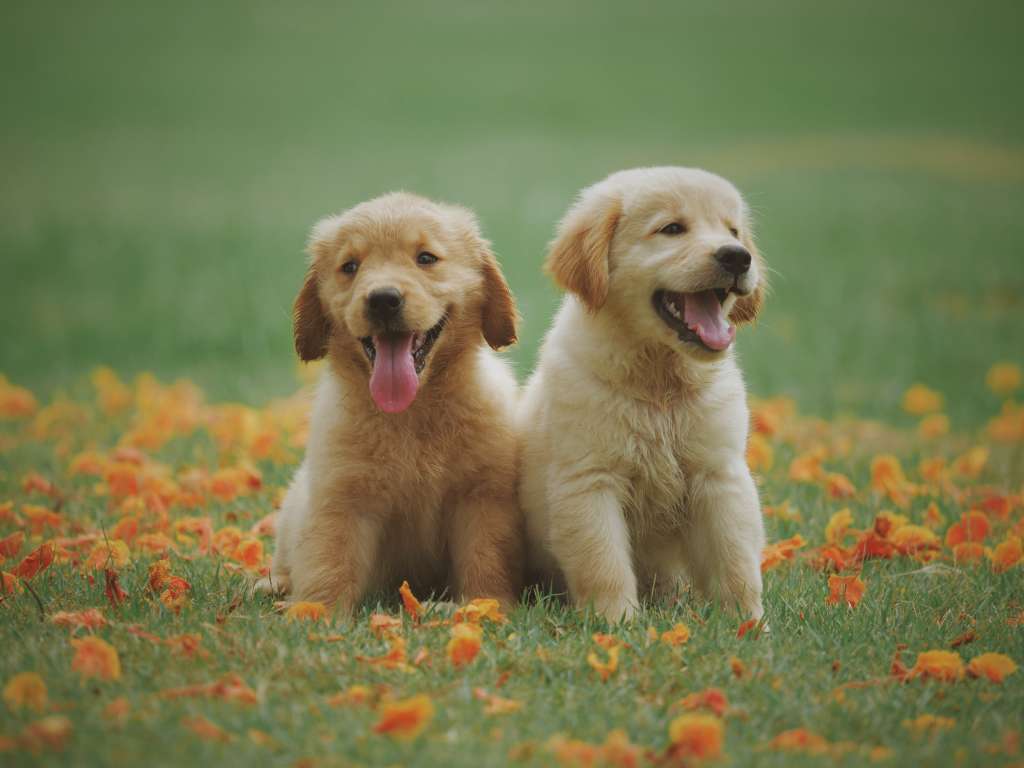 ¿Cómo te agradecen los perros estas son algunas formas de hacerlo