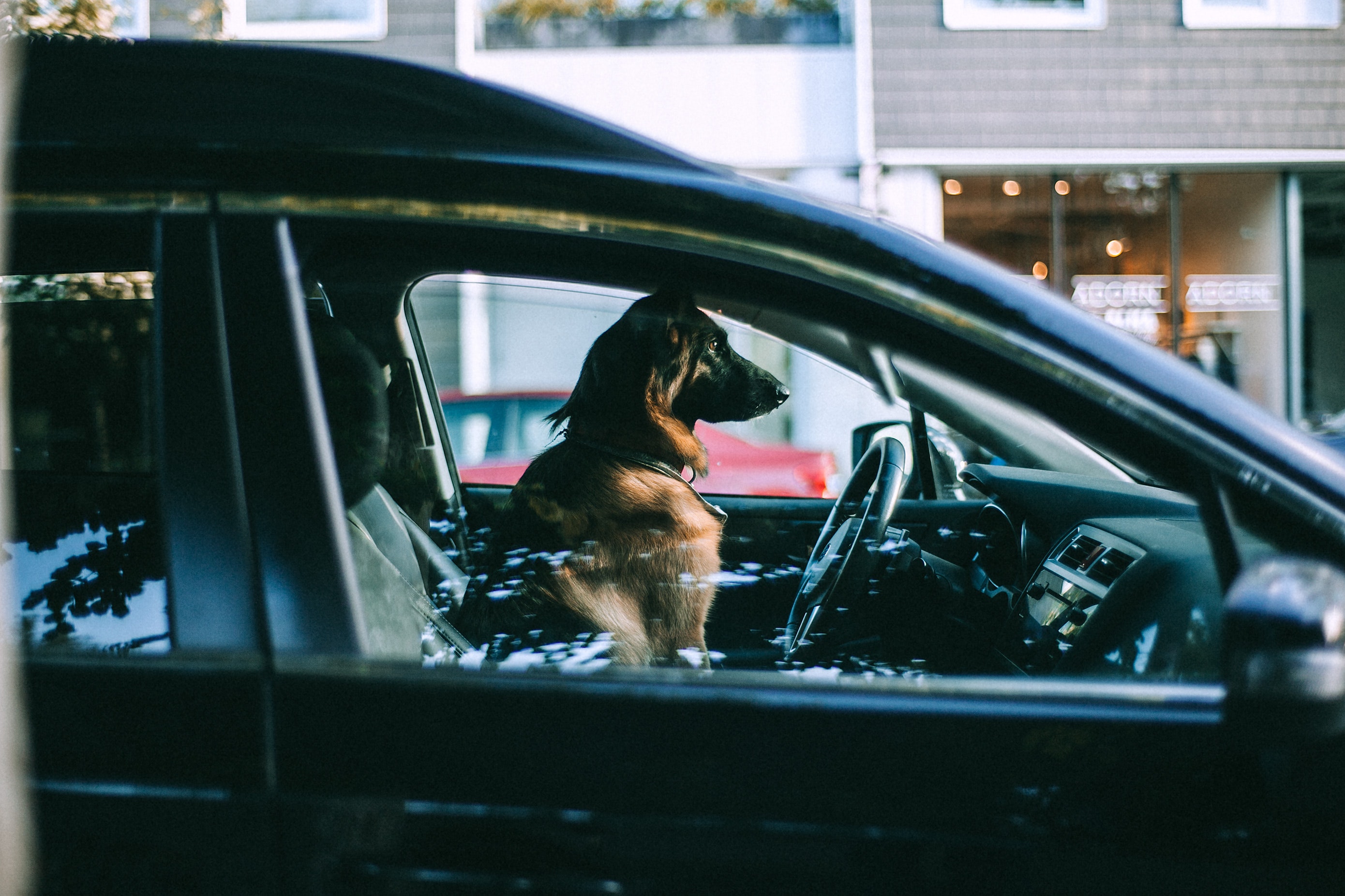 Perro en un carro.