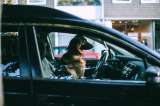 Ciudad en Australia prohibió a las personas sin hogar tener mascotas, ¿por qué?