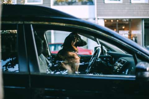 Ciudad en Australia prohibió a las personas sin hogar tener mascotas, ¿por qué?