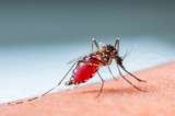 ¿Qué podemos aprender de Surinam, el primer país amazónico libre de malaria?