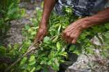 La guerra perdida contra la coca