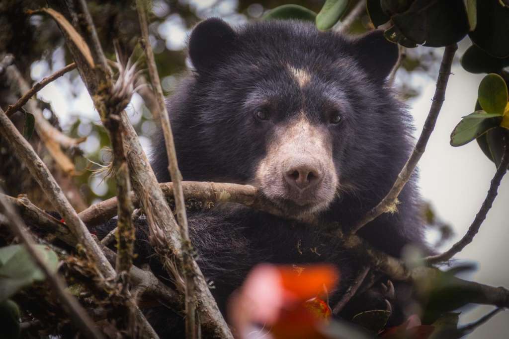 Oso andino