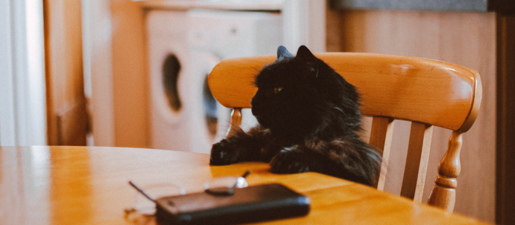 Gatos, comida, gato comiendo