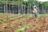 Por segunda vez, Gobierno amplía por tres meses suministro de alimentación a excombatientes